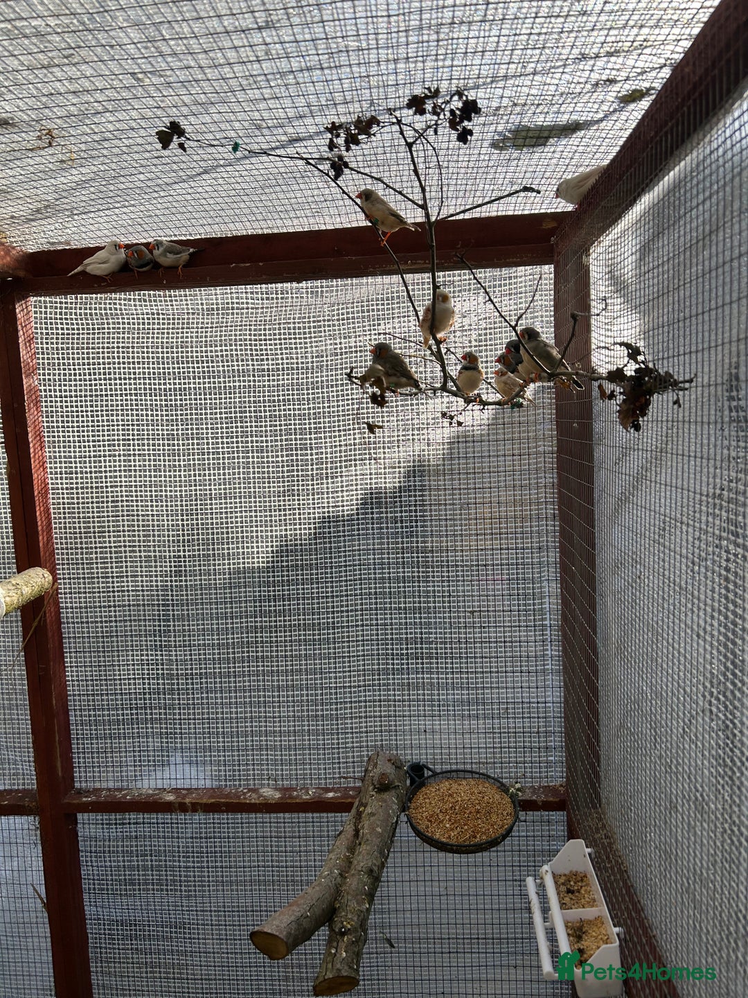 Finches birds for sale: Zebra finches  - Image 1