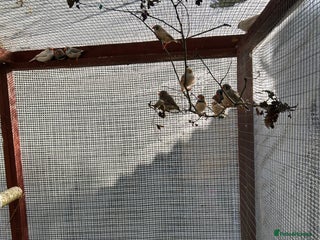 Finches birds - Advert 15