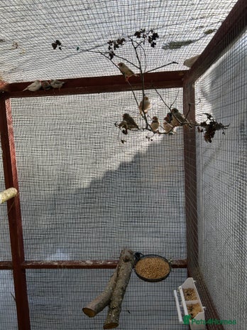 Finches birds - Advert 7