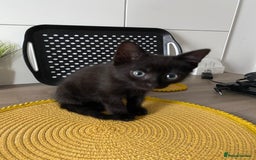 Domestic Shorthair cats for sale: Beautiful tabby shorthair kittens for sale  - Image 8
