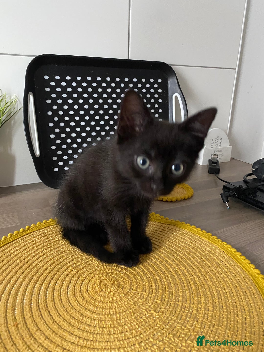 Domestic Shorthair cats for sale: Beautiful tabby shorthair kittens for sale  - Image 8