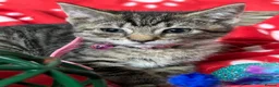 British Shorthair cats for sale: Beautiful Kittens for sale - Advert 3