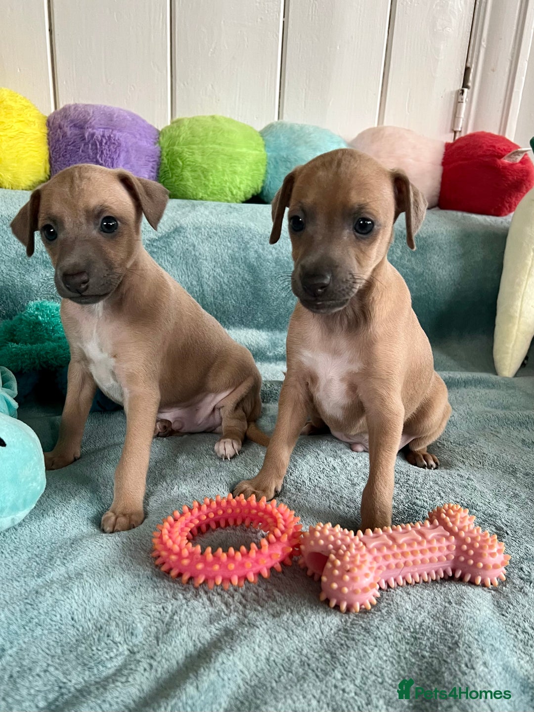 Italian Greyhound dogs for sale: KC Reg. Stunning Italian Greyhound Pups. - Image 1
