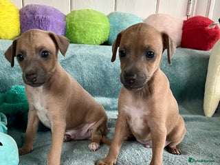Italian Greyhound dogs for sale - Advert 1