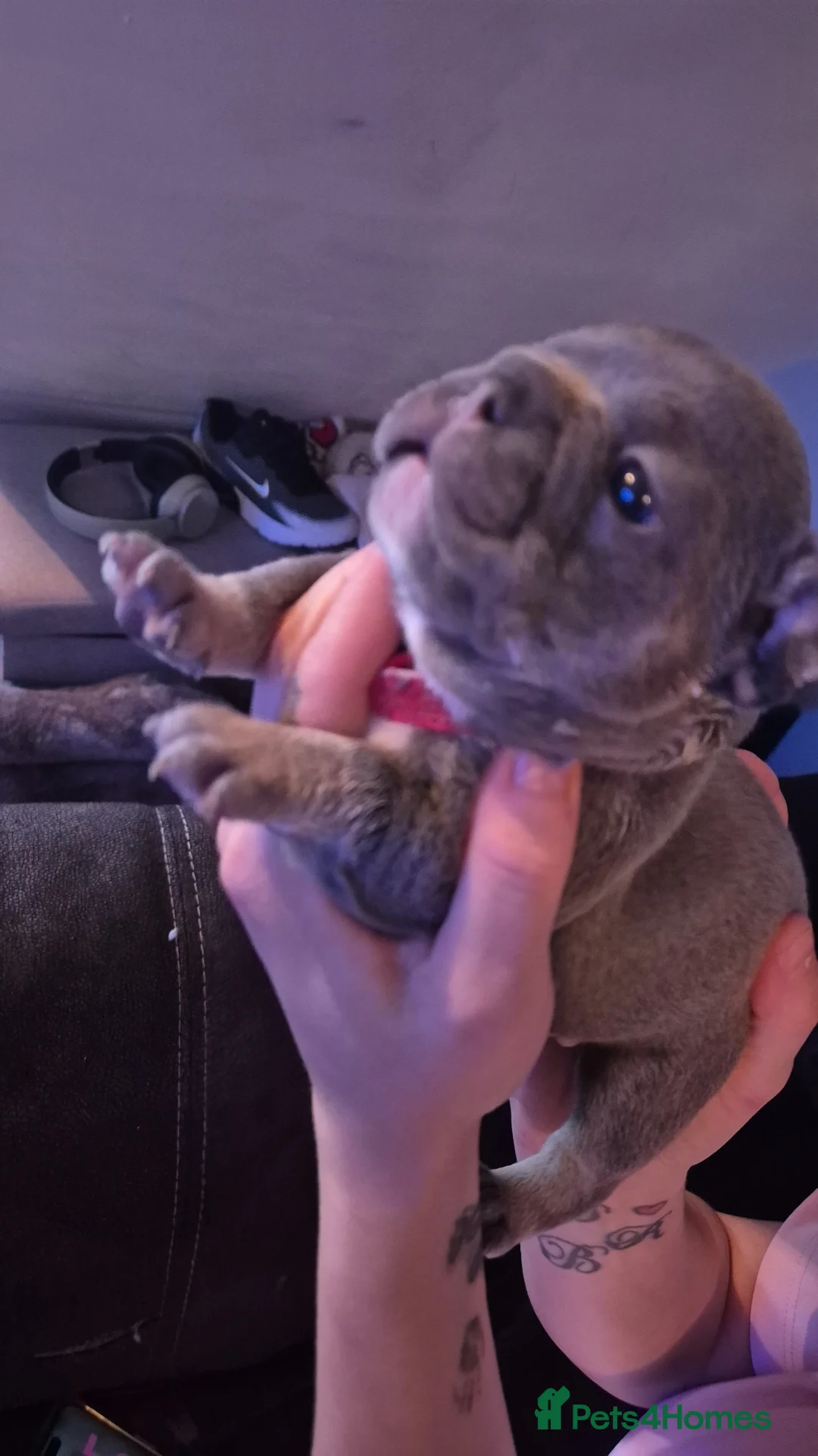 French Bulldog dogs for sale: Three KC registered French bulldogs  - Advert 7