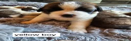 Saint Bernard dogs for sale: Saint Bernard‘s puppies - Advert 18