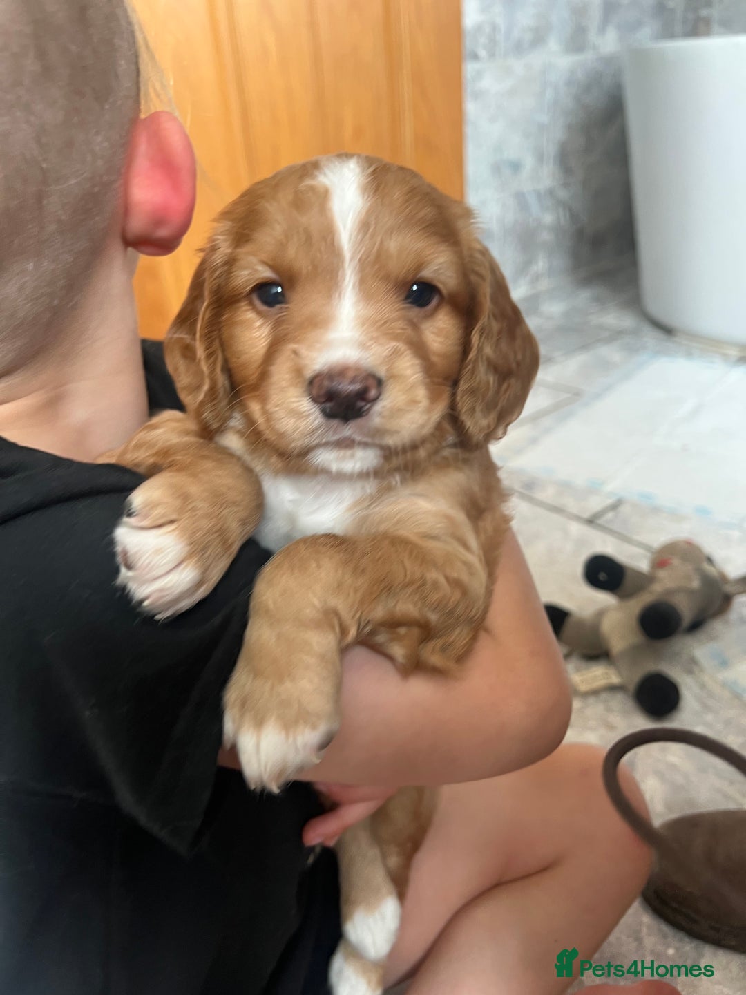 Cocker Spaniel dogs for sale: Beautiful Cocker puppies - Image 12