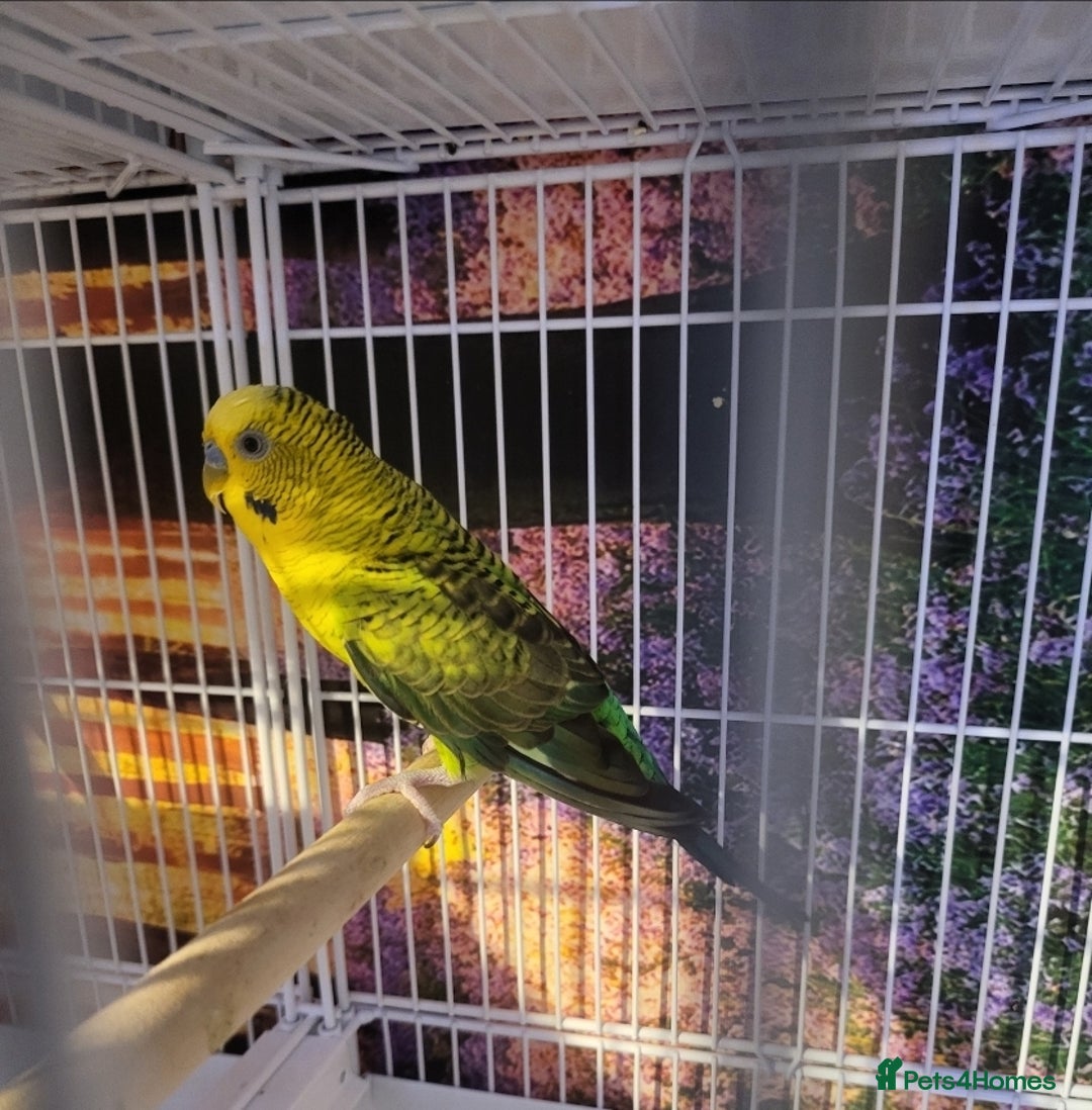 Budgerigars birds for sale: Blackface/blackwing - Advert 4