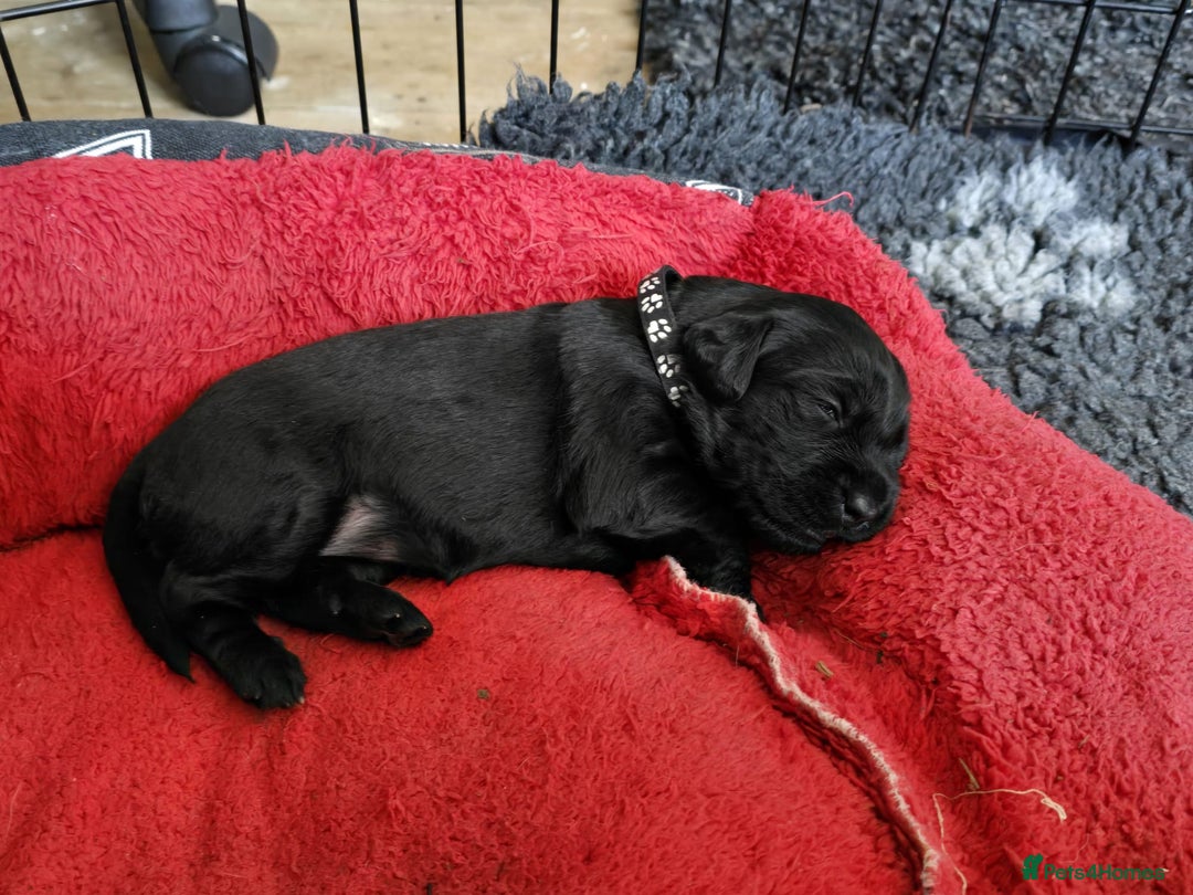 Mixed Breed dogs for sale: 8 Beautiful Puppies Looking for Forever Homes! - Advert 19