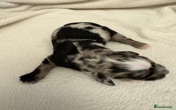 Cocker Spaniel dogs for sale: Cocker Spaniel Pups Seeking Forever Homes!💖 - Image 20