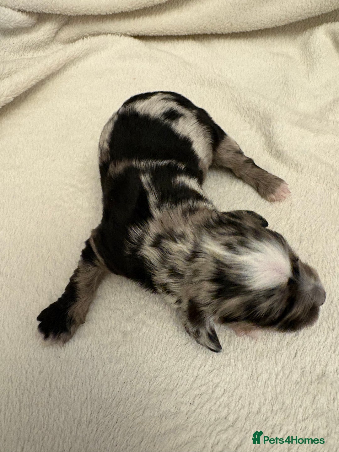 Cocker Spaniel dogs for sale: Cocker Spaniel Pups Seeking Forever Homes!💖 - Image 20