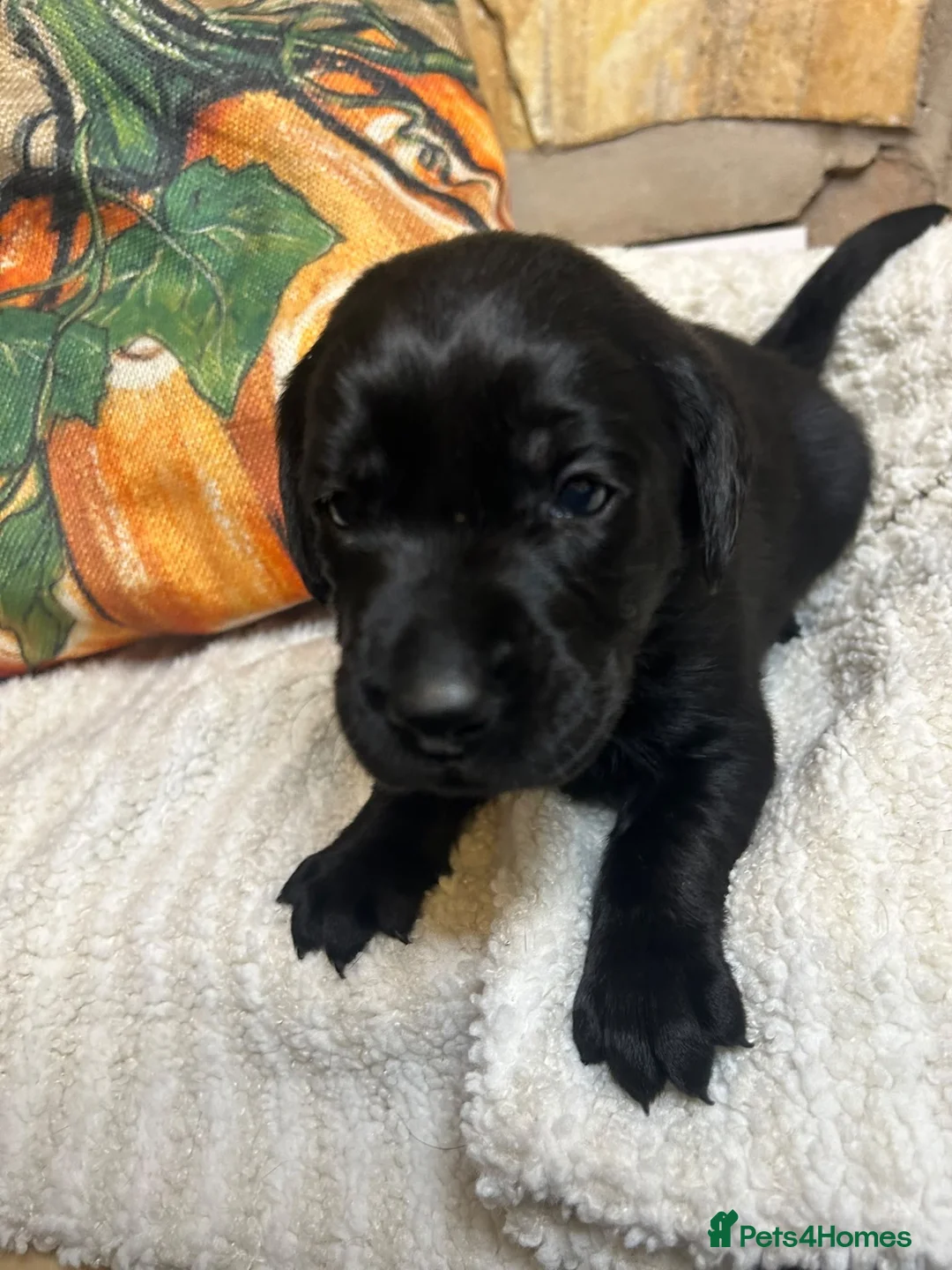 Labrador Retriever dogs for sale: Nine little puppies Nine gorgeous personalities 🐶 - Advert 2