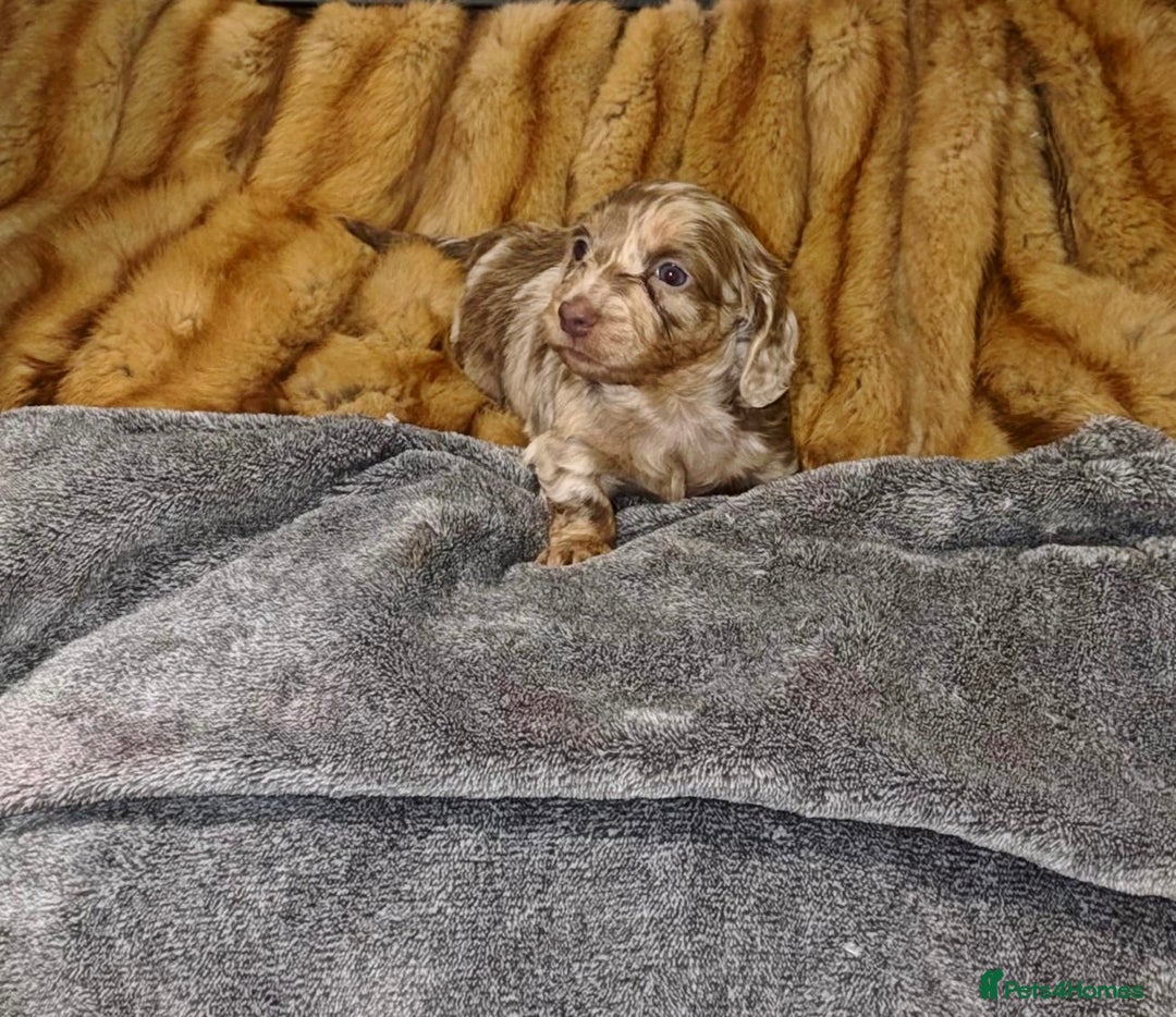 Miniature Dachshund dogs for sale: 💎RARE BREED/RARE BLOODLINE🩸 DACHSHUND PUPS 🐾 💕 - Advert 9