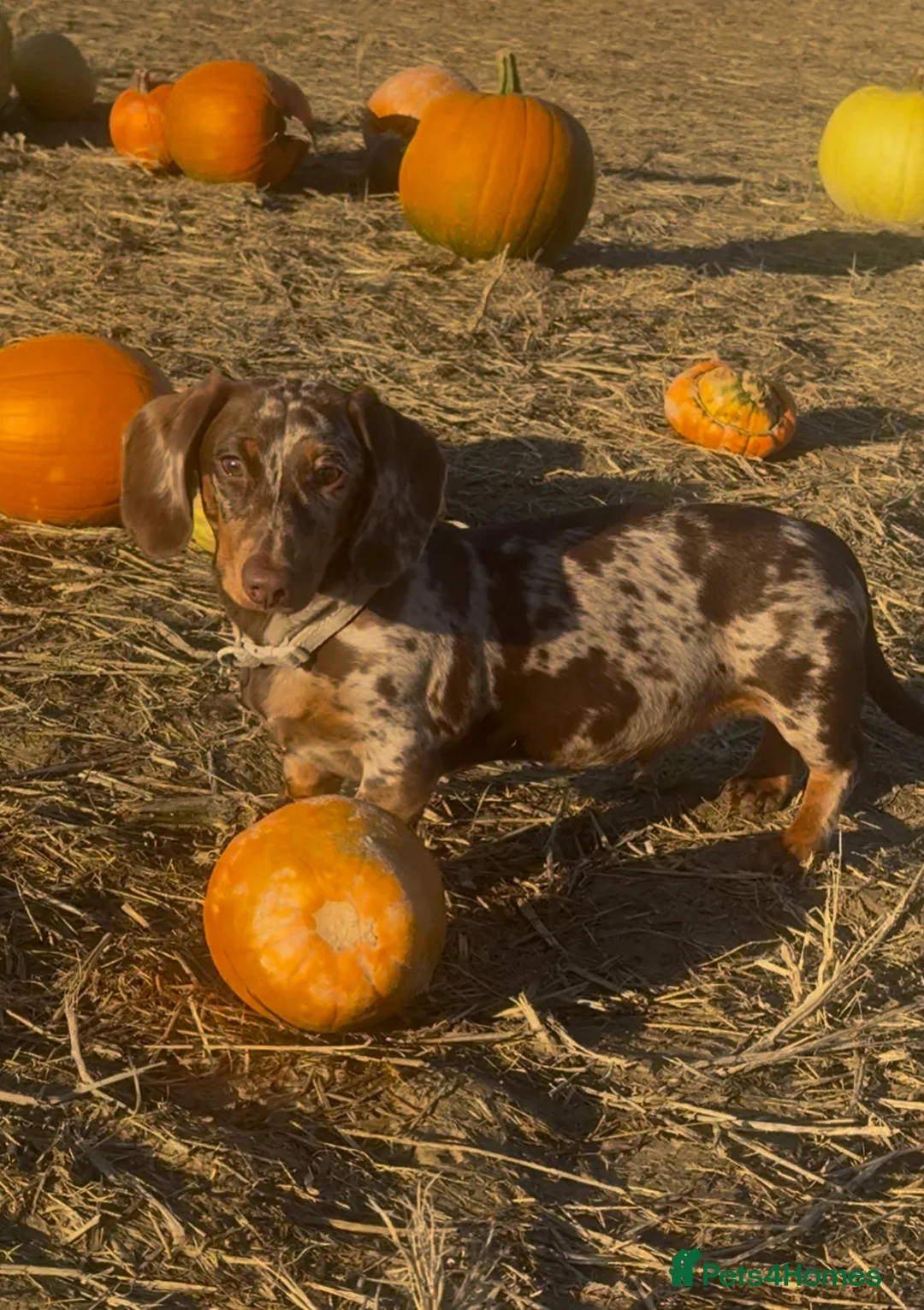 Miniature Dachshund dogs for stud: Miniature Dachshund Stud Available  in Tonbridge - Advert 6