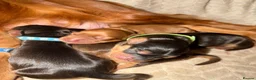 Cocker Spaniel dogs for sale: Beautiful show cocker spaniels  - Advert 10