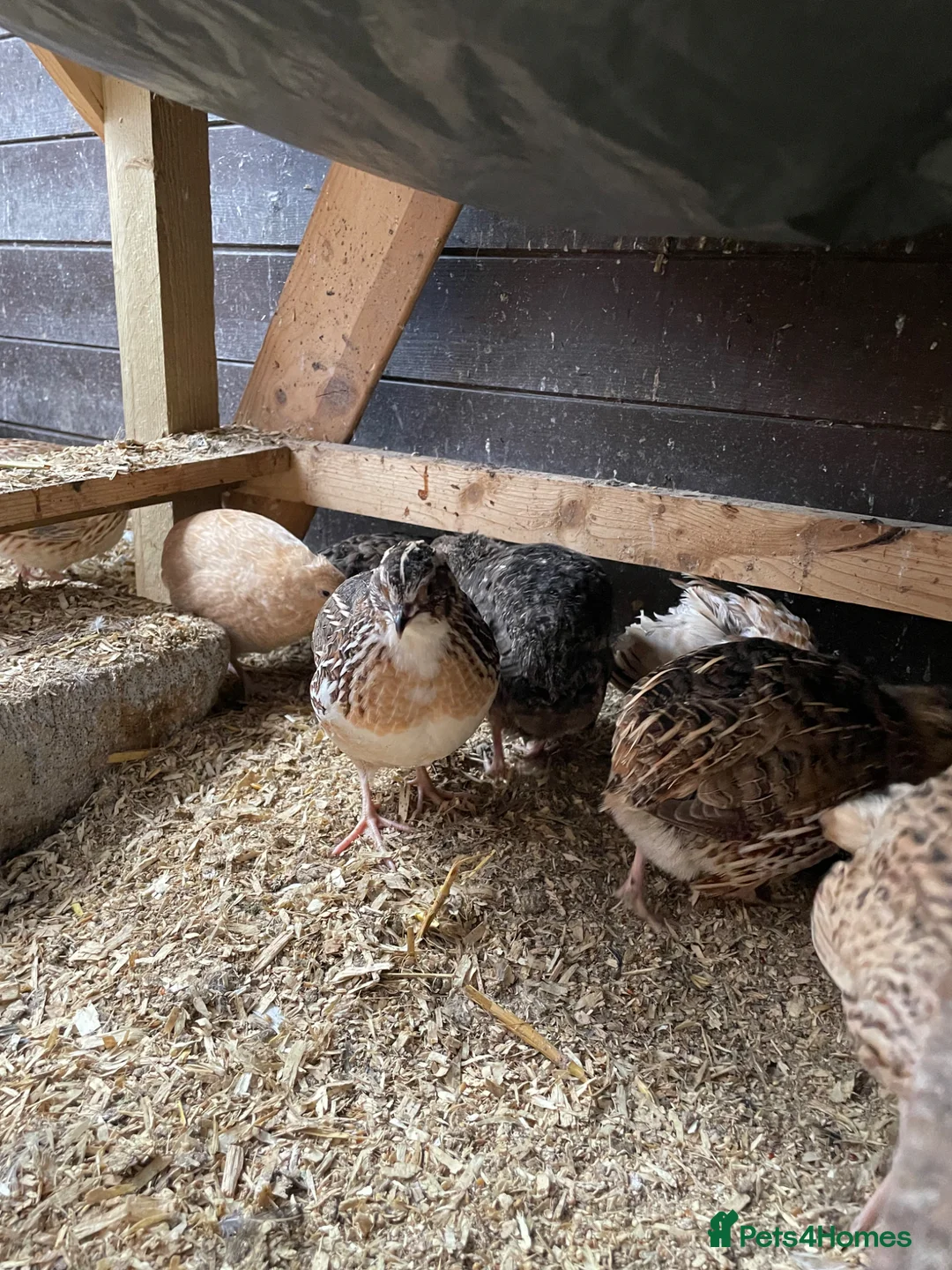 Quail poultry for sale: Quail free for collection  - Advert 2