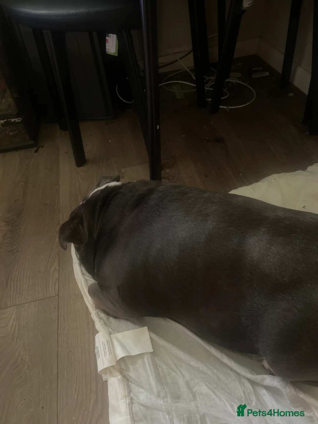 English Bulldog dogs for sale: English bulldog  in Castleford - Advert 1