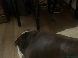 English Bulldog dogs English bulldog in Castleford - Advert 1