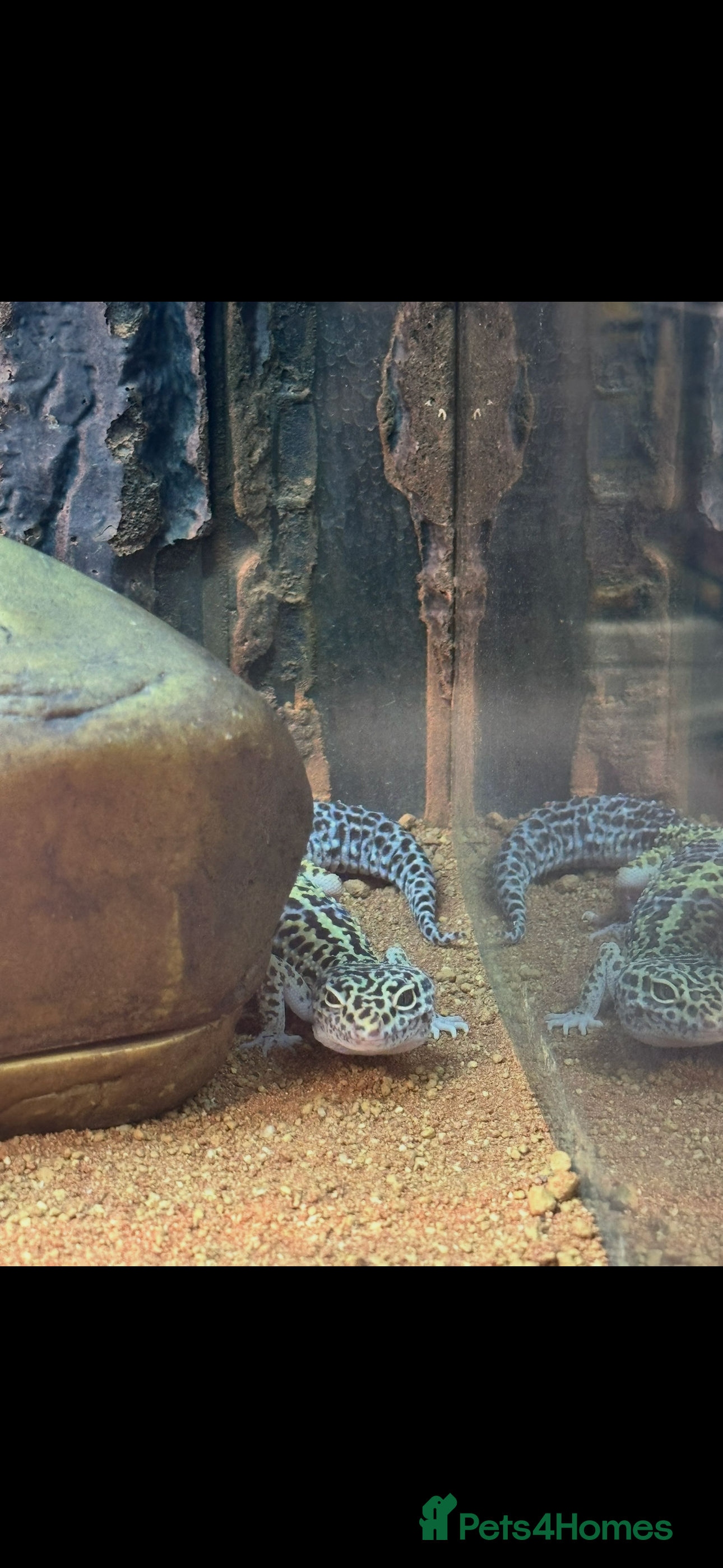 Leopard Gecko reptiles Female leopard gecko and full set up for sale - Advert 1