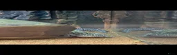 Leopard Gecko reptiles for sale: Female leopard gecko and full set up for sale - Advert 1