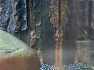 Leopard Gecko reptiles Female leopard gecko and full set up for sale - Advert 1