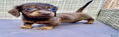 Dachshund 1