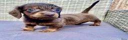 Dachshund dogs for sale: ‼️‼️Ready to leave miniature dashounds‼️‼️ - Advert 11