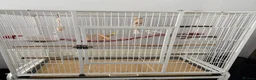 Budgerigars birds for sale: White budgie plus full cage set up - Advert 4