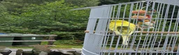 Budgerigars birds for sale: Budgie hand tame in Appin - Advert 3
