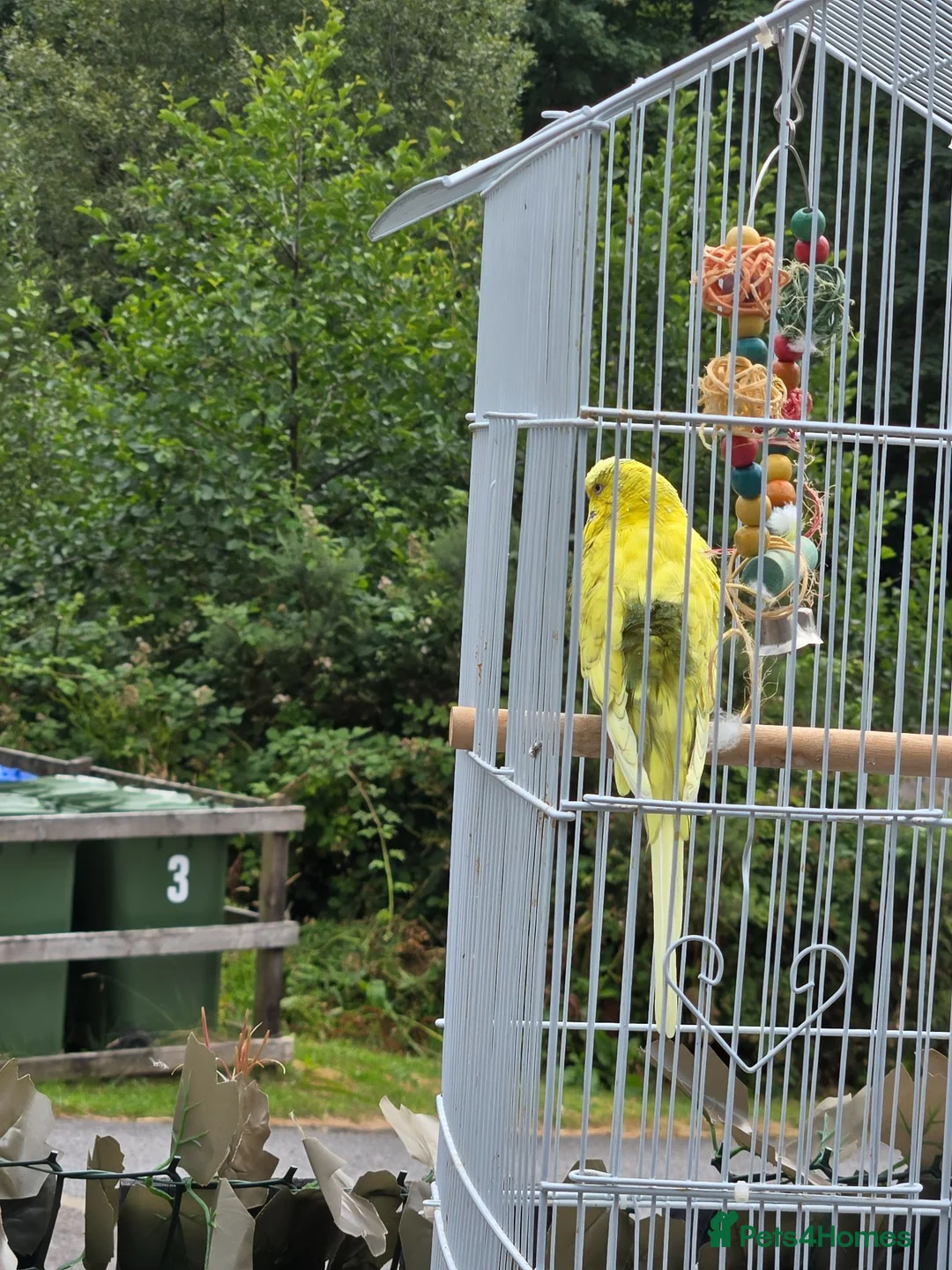 Budgerigars birds for sale: Budgie hand tame in Appin - Advert 3
