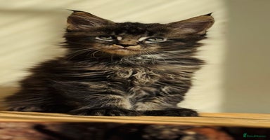 Maine Coon cats - Advert 11