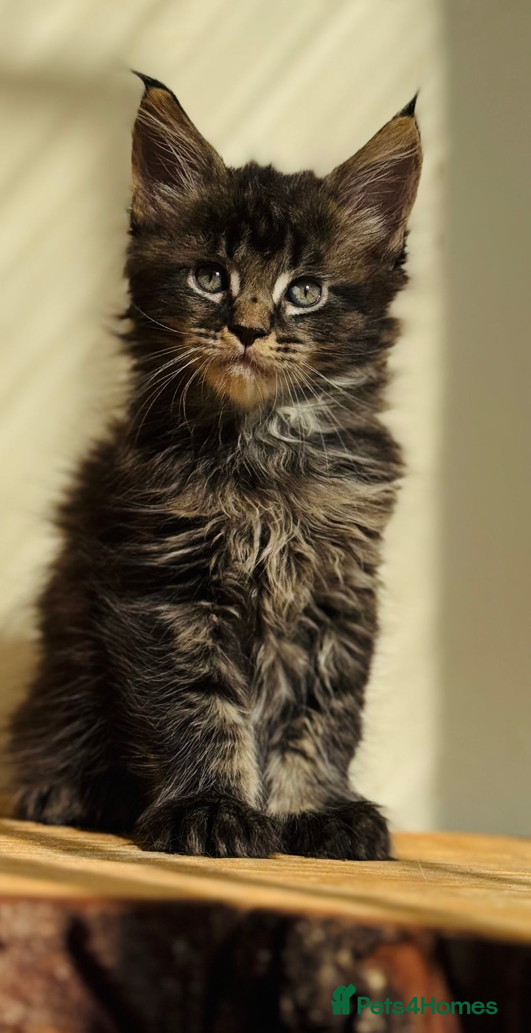 Maine Coon cats for sale: Beautiful pure bred Maine Coon kittens - Image 3