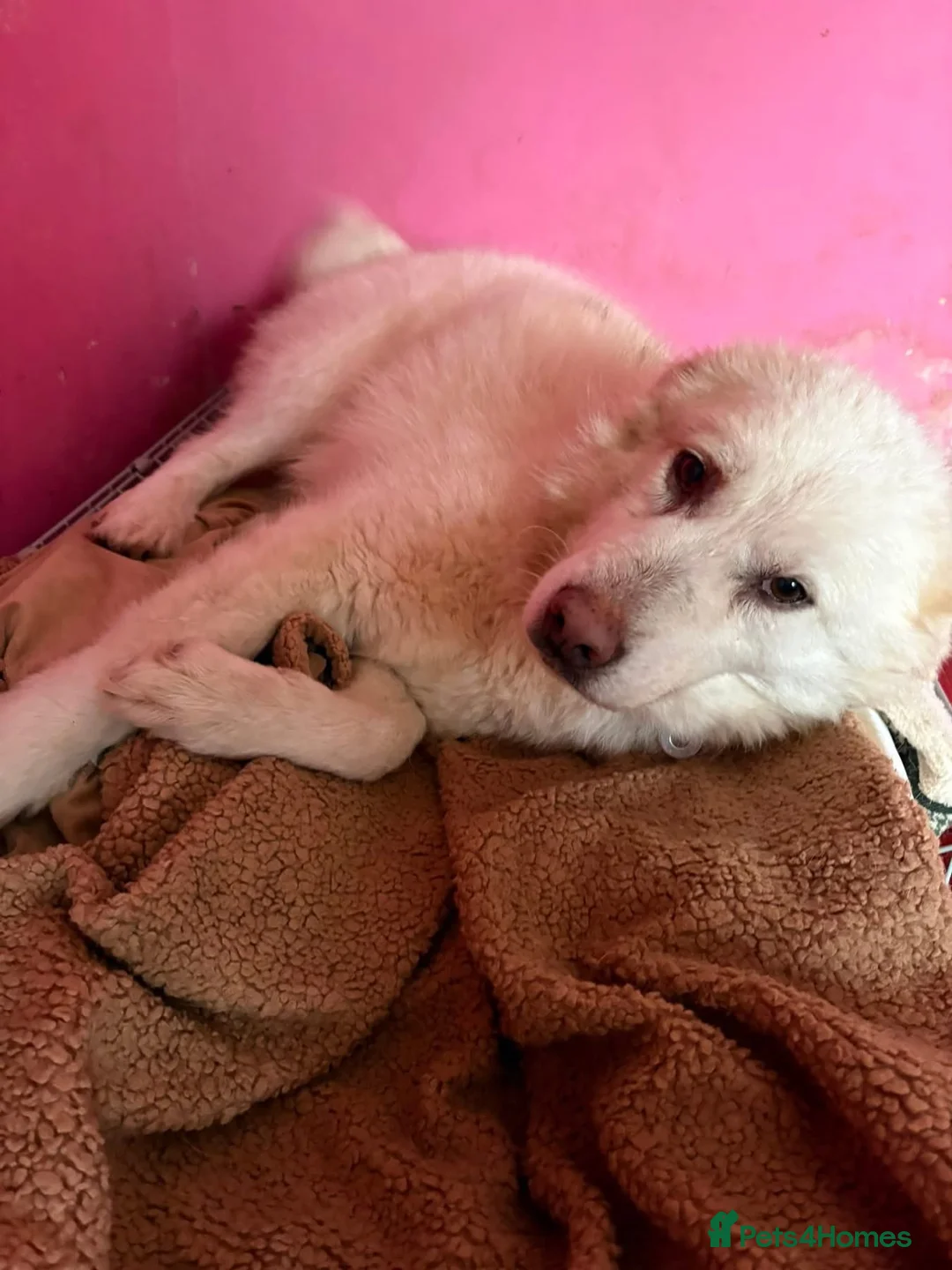 Mixed Breed dogs for adoption: Granny - Norwich Norwich  - Advert 2