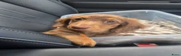 Miniature Dachshund dogs for sale: ❤️Miniature dachshund puppies❤️ - Advert 11