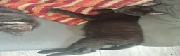 Mixed Breed cats for sale: Beautiful black and tuxedo kittens  - Advert 11