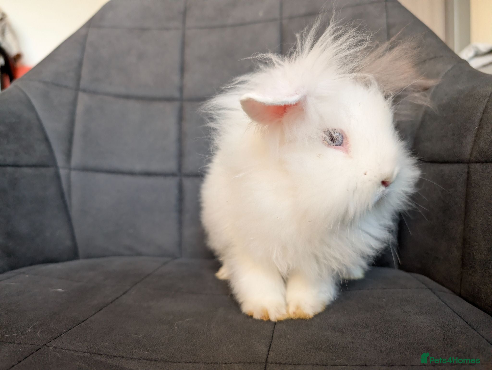 Lionhead rabbits Double-maned BE Lionhead Rabbits for Sale - Advert 2
