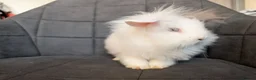 Lionhead rabbits for sale: Beautiful Double-maned Lionhead Rabbits for Sale - Advert 16