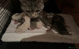 British Shorthair cats for sale: Beautiful British Shorthair Kittens... - Image 37