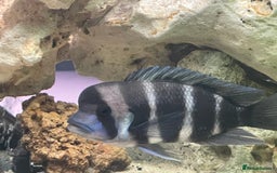 Cichlids fish for sale: Forntosa - Image 3