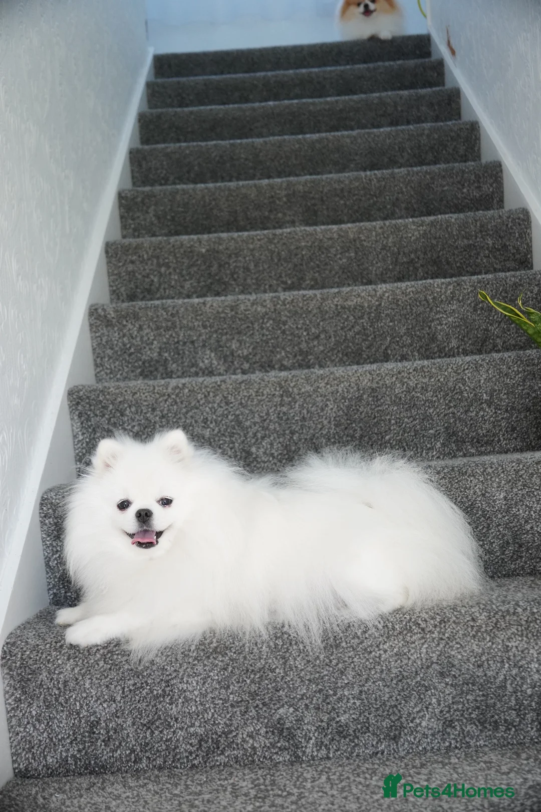 Pomeranian dogs for sale: Two Lovely Pomeranians Looking for a New Home - Advert 2