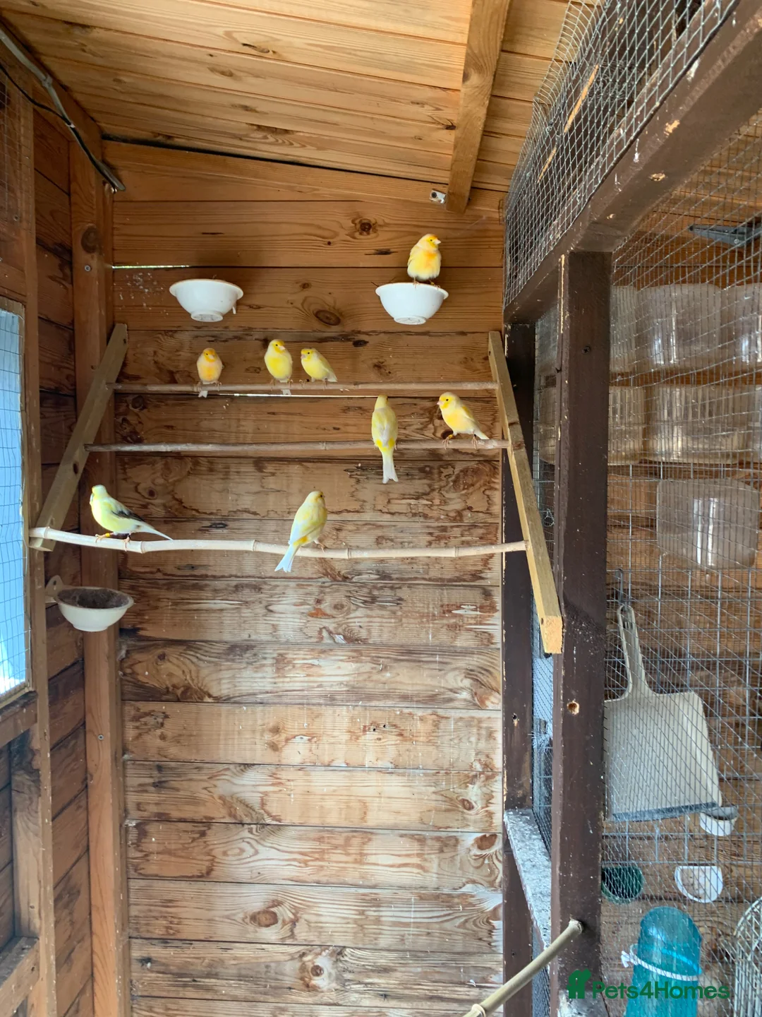 Canaries birds for sale: Dyamorfic cock birds only  - Advert 2