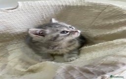 British Shorthair cats for sale: Fabulous, playful and healthy BSH kittens, rare - Image 27