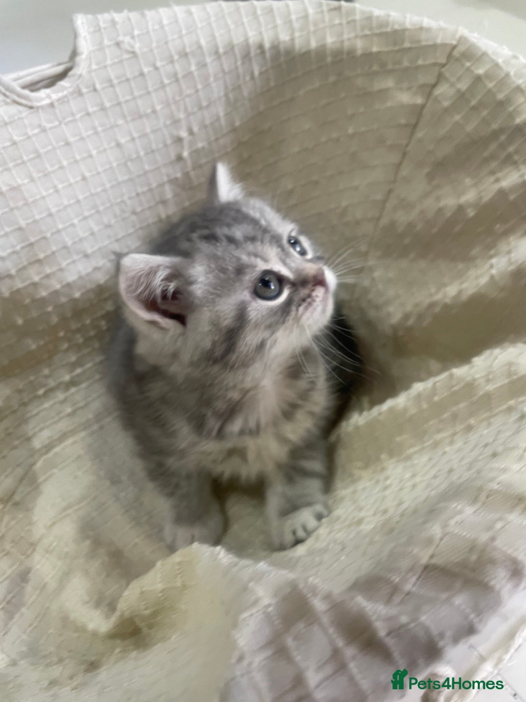 British Shorthair cats for sale: Fabulous, playful and healthy BSH kittens, rare - Image 27