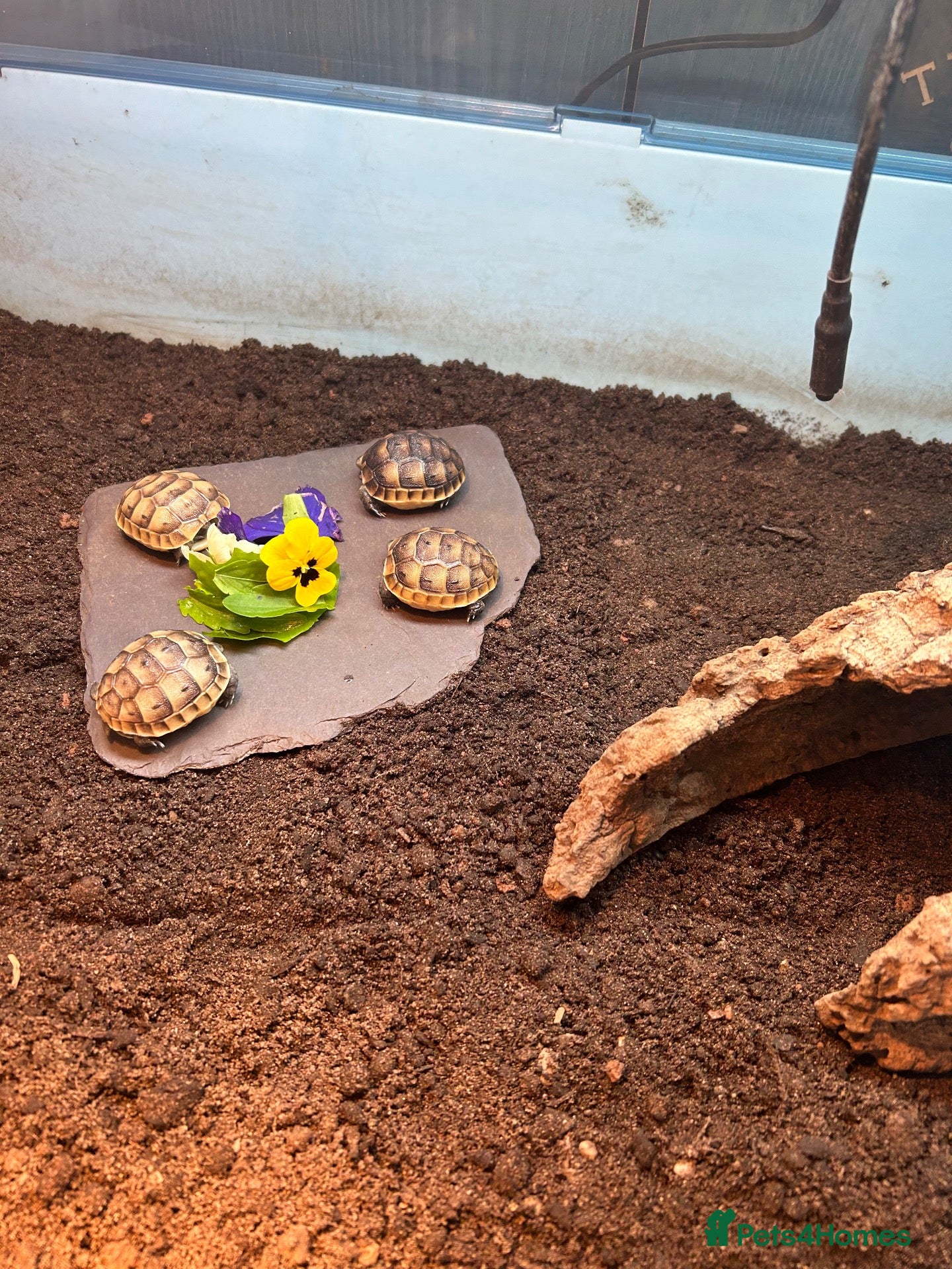 Tortoise reptiles Baby Spur Thighed Tortoises - Advert 1