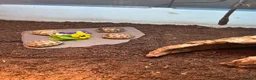 Tortoise reptiles for sale: Baby Spur Thighed Tortoises in Haverfordwest - Advert 1