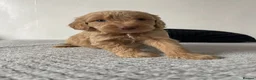 Cockapoo dogs for sale: Cockapoo Puppies  - Advert 23