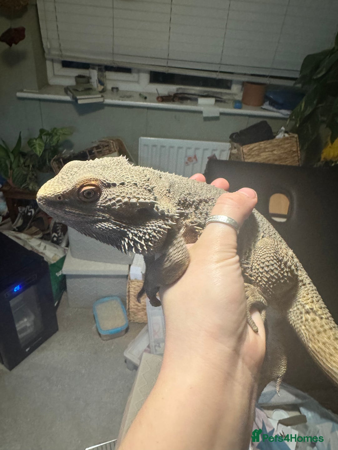 Bearded Dragon reptiles for sale: Male bearded dragons - Image 8