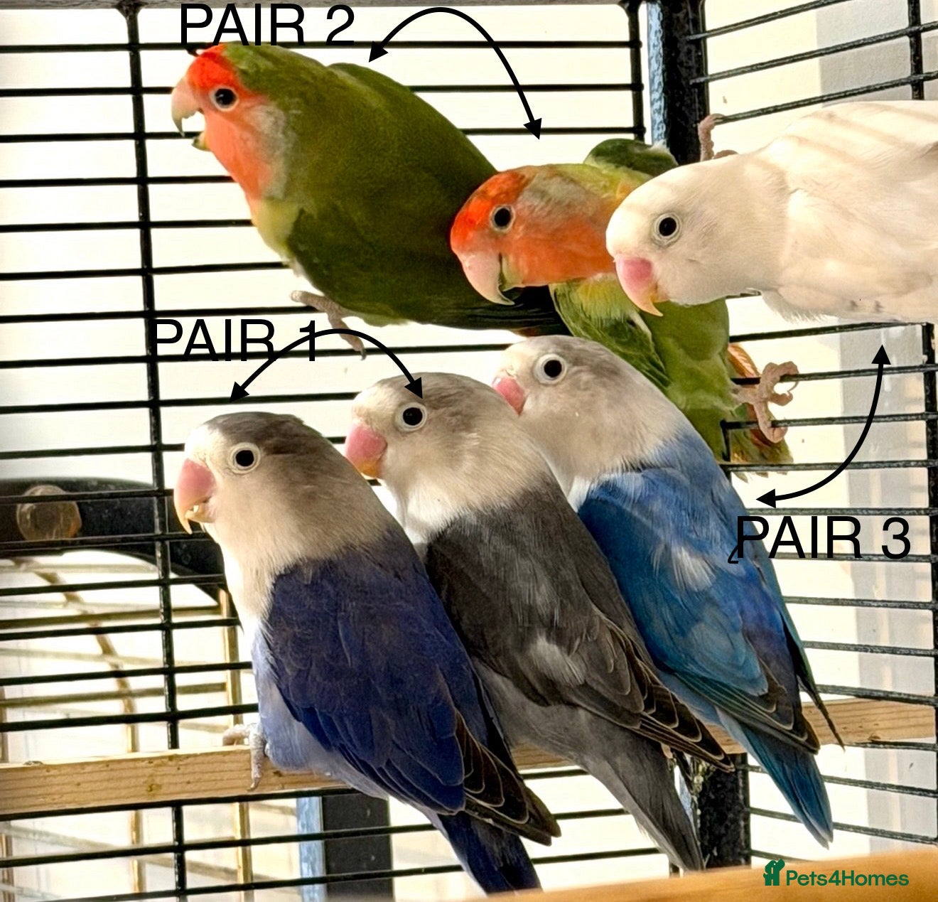 Lovebirds birds Stunning Pairs of lovebirds for sale  - Advert 1