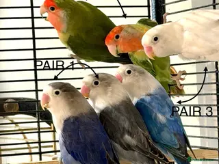 Lovebirds birds Stunning Pairs of lovebirds for sale - Advert 1
