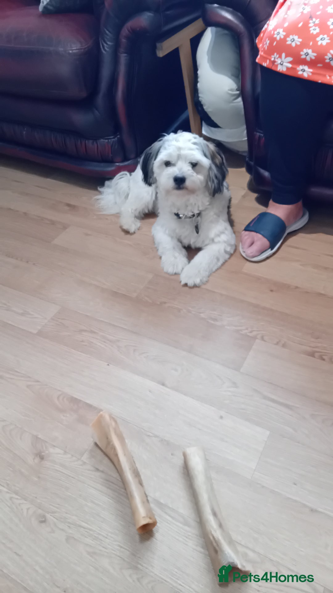 Mixed Breed dogs for sale: Bailey and cooper - Image 3